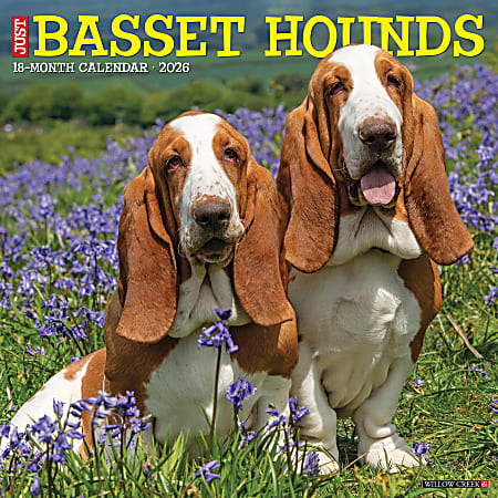 2026 Willow Creek Press Animals Monthly Wall Calendar, 12" x 12", Basset Hounds, January To December, 50095