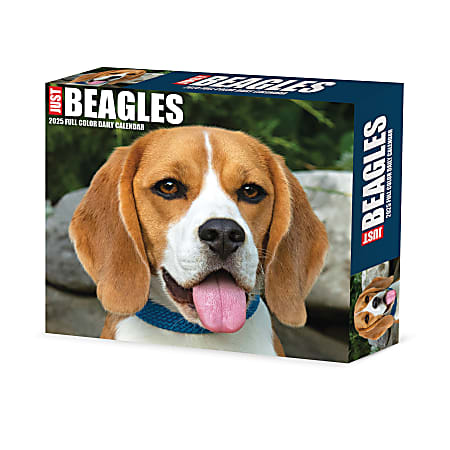 2025 Willow Creek Press Daily Desk Box Calendar, Animals, 5-1/2” x 6-1/4”, Just Beagles, January To December, 40652