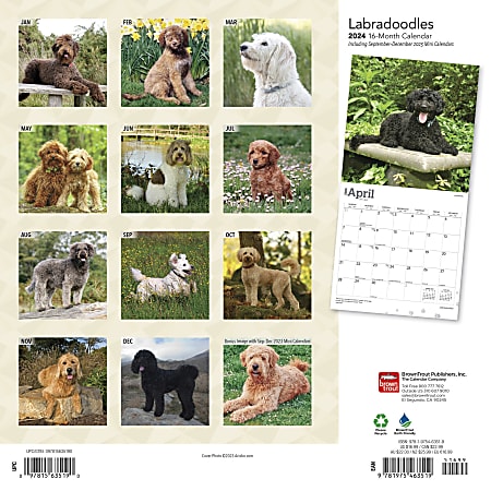2024 Brown Trout Monthly Square Wall Calendar, 12" x 12", Labradoodles