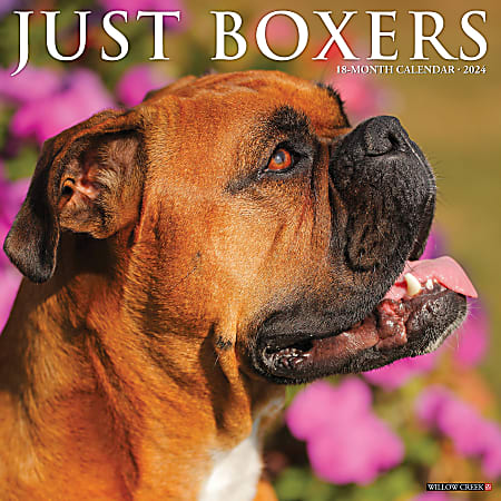 2024 Willow Creek Press Animals Monthly Wall Calendar, 12" x 12", Just Boxers, January To December