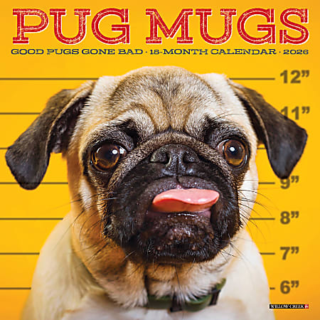 2026 Willow Creek Press Monthly Mini Wall Calendar, 7" x 7", Pug Mugs, January To December, 53713