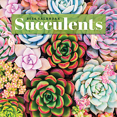 2024 TF Publishing Scenic Monthly Wall Calendar, 12” x 12”, Succulents, January To December