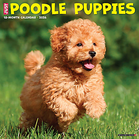 2026 Willow Creek Press Animals Monthly Wall Calendar, 12" x 12", Poodle Puppies, January To December, 52433