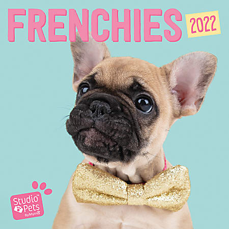 Willow Creek Press Animals Monthly Wall Calendar, 12" x 12", Studio Pets Frenchies, January to December 2022, 23181