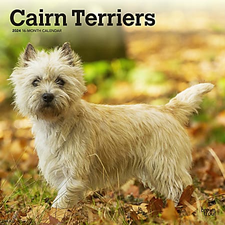 2024 Brown Trout Monthly Square Wall Calendar, 12" x 12", Cairn Terriers, January To December