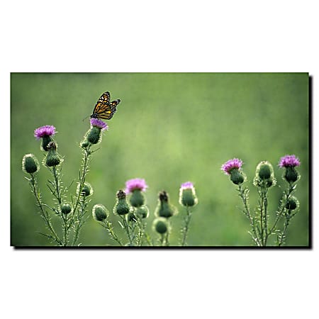Trademark Global Monarch Thistles Gallery-Wrapped Canvas Print By Kurt Shaffer, 18"H x 24"W
