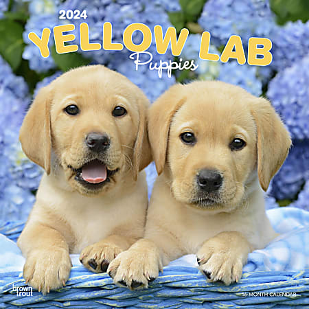 2024 Brown Trout Monthly Square Wall Calendar, 12" x 12", Yellow Labrador Retriever Puppies, January To December