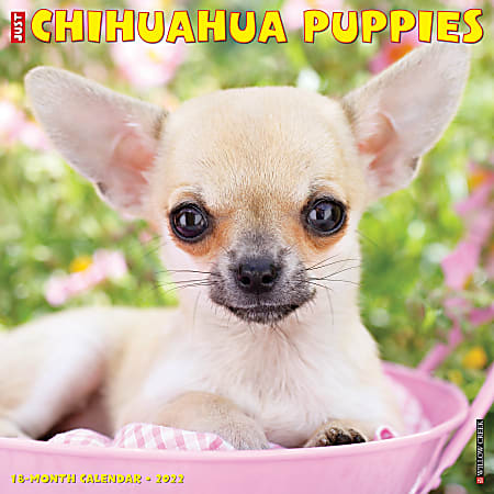 Willow Creek Press Animals Monthly Wall Calendar, 12" x 12", Just Chihuahua Puppies, January to December 2022, 17418