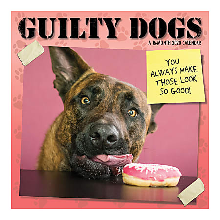 Sandylion 16-Month Wall Calendar, 12" x 12", Guilty Dog, September 2019 To December 2020