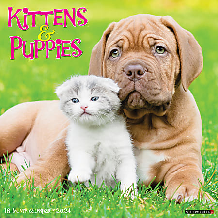 2024 Willow Creek Press Animals Monthly Wall Calendar, 12" x 12", Kittens & Puppies, January To December