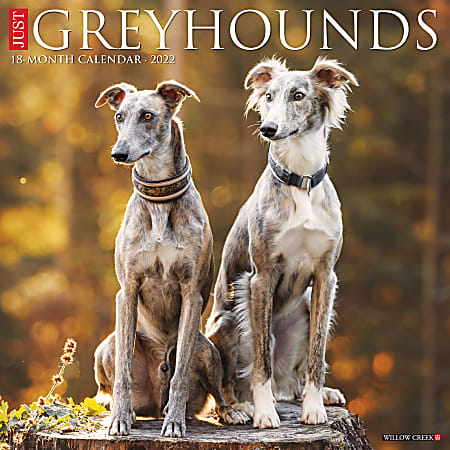 Willow Creek Press Animals Monthly Wall Calendar, 12" x 12", Just Greyhounds, January to December 2022, 18200