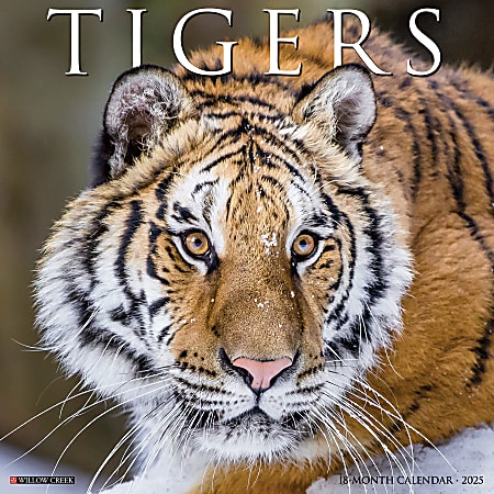 2025 Willow Creek Press Monthly Wall Calendar, 12" x 12", Tigers, January 2025 to December 2025, 45114