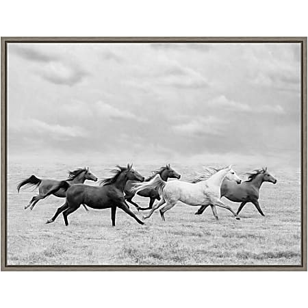 Amanti Art Horse Run I by PHBurchett Framed Canvas Wall Art Print, 24" x 18", Graywash