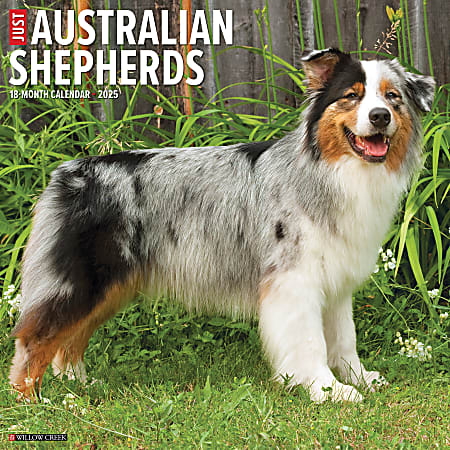 2025 Willow Creek Press Monthly Wall Calendar, 12" x 12", Australian Shepherds, January 2025 to December 2025, 41505