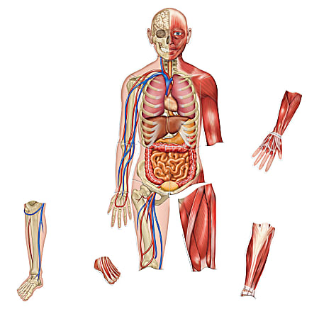 Learning Resources Double-Sided Magnetic Human Body, 3&#x27;,