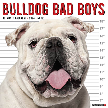 2024 Willow Creek Press Animals Monthly Wall Calendar, 12" x 12", Bulldog Bad Boys, January To December