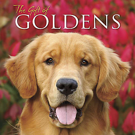 Willow Creek Press 5-1/2" x 5-1/2" Hardcover Gift Book, The Gift Of Goldens