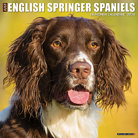 2024 Willow Creek Press Animals Monthly Wall Calendar, 12" x 12", Just English Springer Spaniels, January To December