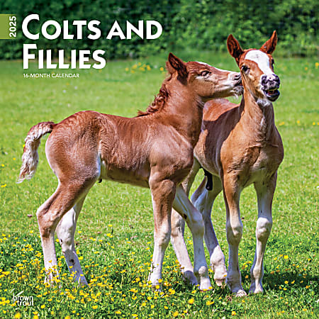 2025 BrownTrout Colts and Fillies Monthly Plastic-Free Square Wall Calendar, 12" x 12", Horses, January to December 2025, 9781975483722