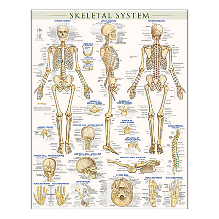 QuickStudy Human Anatomical Poster, English, Skeletal System,