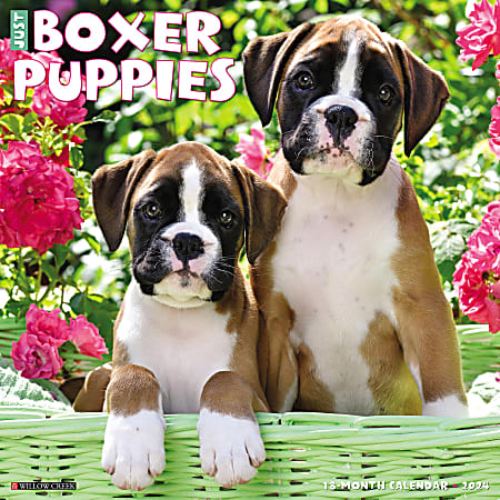 2024 Willow Creek Press Animals Monthly Wall Calendar, 12" x 12", Just Boxer Puppies, January To December