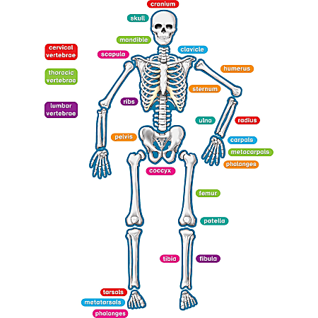 Teacher Created Resources Human Skeleton Accents - Theme/Subject: Learning - Skill Learning: Anatomy - 40 Pieces - 5-17 Year - 1 / Set