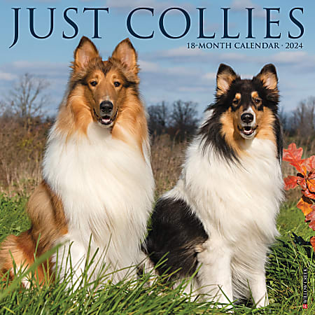 2024 Willow Creek Press Animals Monthly Wall Calendar, 12" x 12", Just Collies, January To December