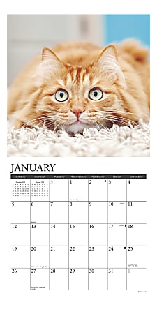 Willow Creek Press Animals Monthly Wall Calendar 12 x 12 Cats January ...