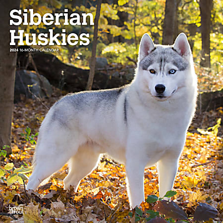 2024 Brown Trout Monthly Square Wall Calendar, 12" x 12", Siberian Huskies, January To December