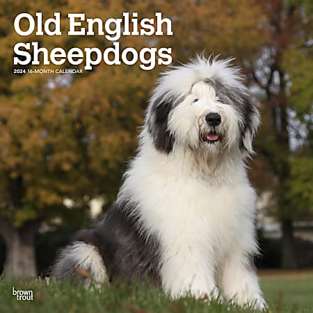 2024 Brown Trout Monthly Square Wall Calendar, 12" x 12", Old English Sheepdogs, January To December