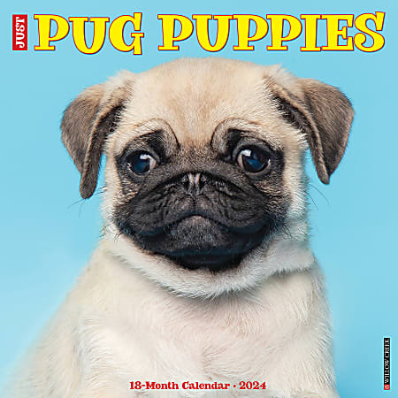 2024 Willow Creek Press Animals Monthly Wall Calendar, 12" x 12", Just Pug Puppies, January To December