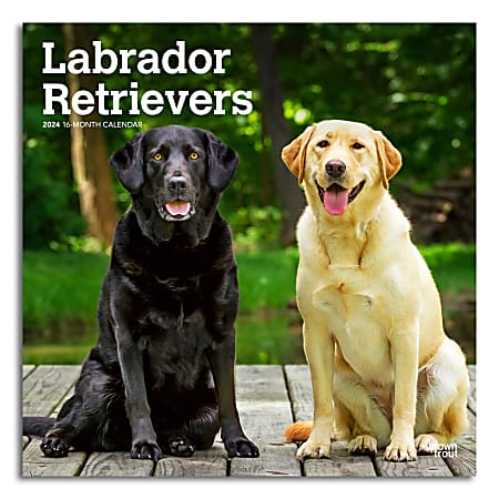 2024 Brown Trout Monthly Square Wall Calendar, 12" x 12", Labrador Retrievers, January To December