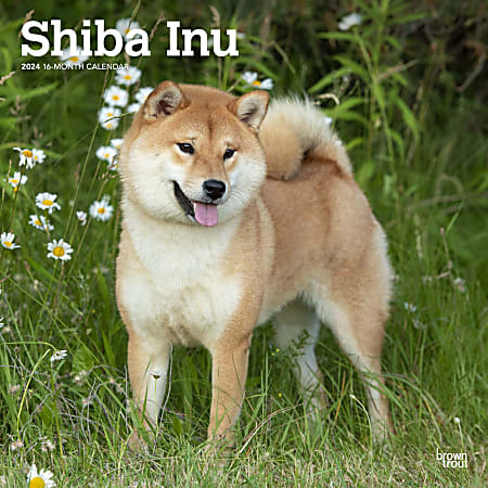 2024 Brown Trout Monthly Square Wall Calendar, 12" x 12", Shiba Inu, January To December
