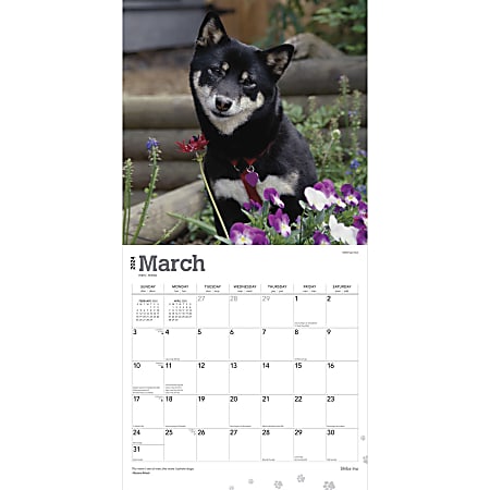 2024 Brown Trout Monthly Square Wall Calendar, 12" x 12", Shiba Inu
