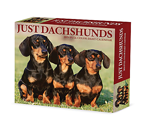 2024 Willow Creek Press Page-A-Day Daily Desk Calendar, 5" x 6", Dachshunds, January To December
