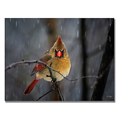 Trademark Global Snowy Cardinal Gallery-Wrapped Canvas Print By Lois Bryan, 18"H x 24"W