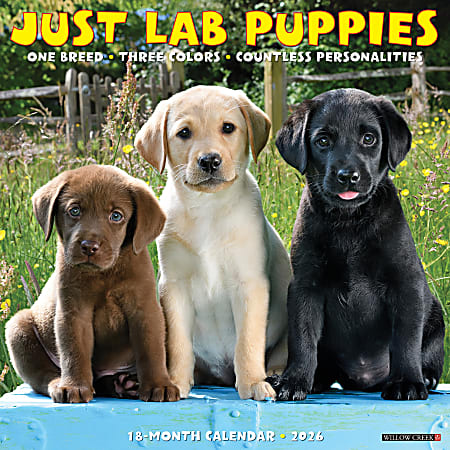 2026 Willow Creek Press Monthly Wall Calendar, 12" x 12", Just Lab Puppies, January To December, O51719
