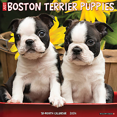 2024 Willow Creek Press Animals Monthly Wall Calendar, 12" x 12", Just Boston Terrier Puppies, January To December