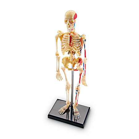 Learning Resources Human Skeleton Model, Grade 3 - Grade 9