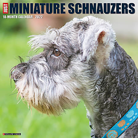 Willow Creek Press Animals Monthly Wall Calendar, 12" x 12", Just Miniature Schnauzers, January to December 2022, 18873