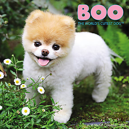Willow Creek Press Animals Monthly Wall Calendar, 12" x 12", Boo, January to December 2022, 12323