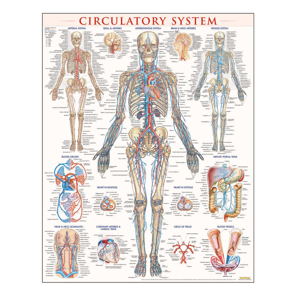 QuickStudy Human Anatomical Poster, English, Circulatory System,