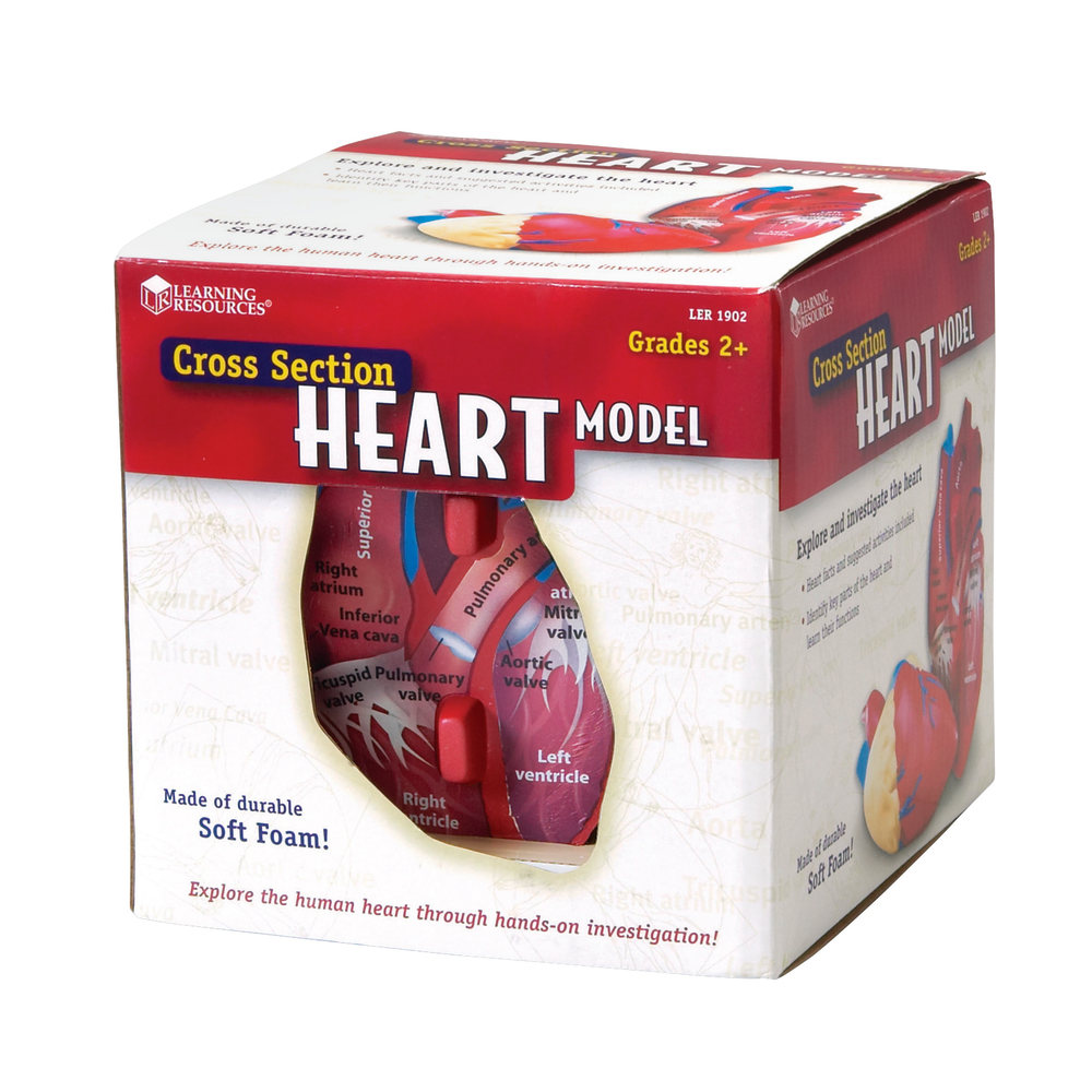 Learning Resources® Human Heart Cross Section Model, 5