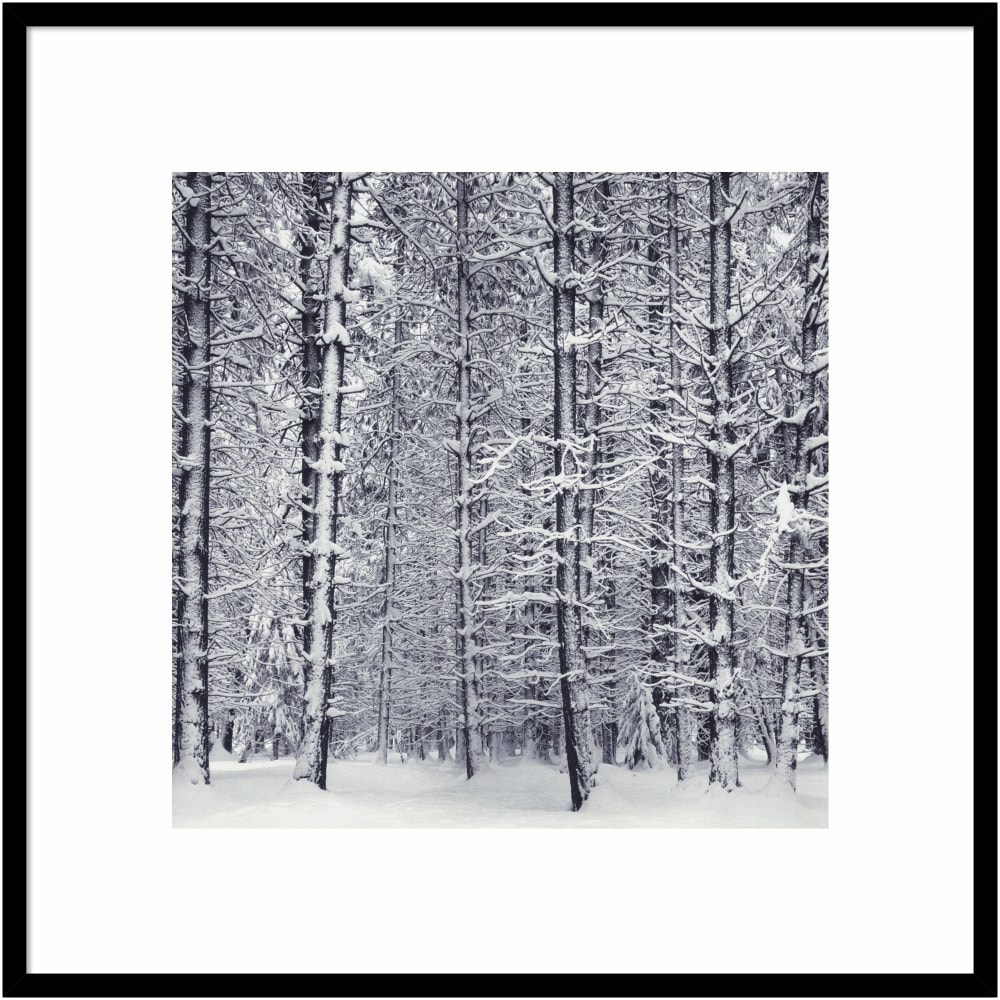 Amanti Art Pine Forest In The Snow Yosemite
