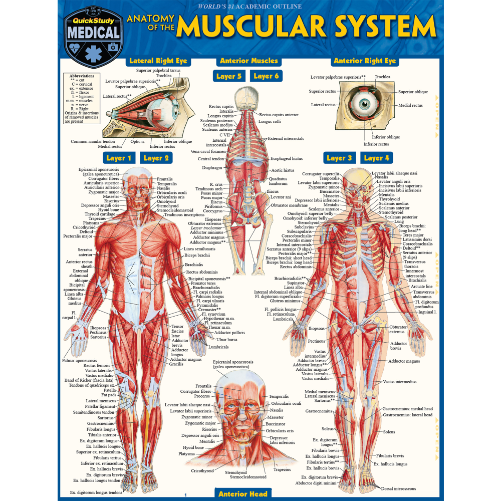 QuickStudy Guide, Muscular System