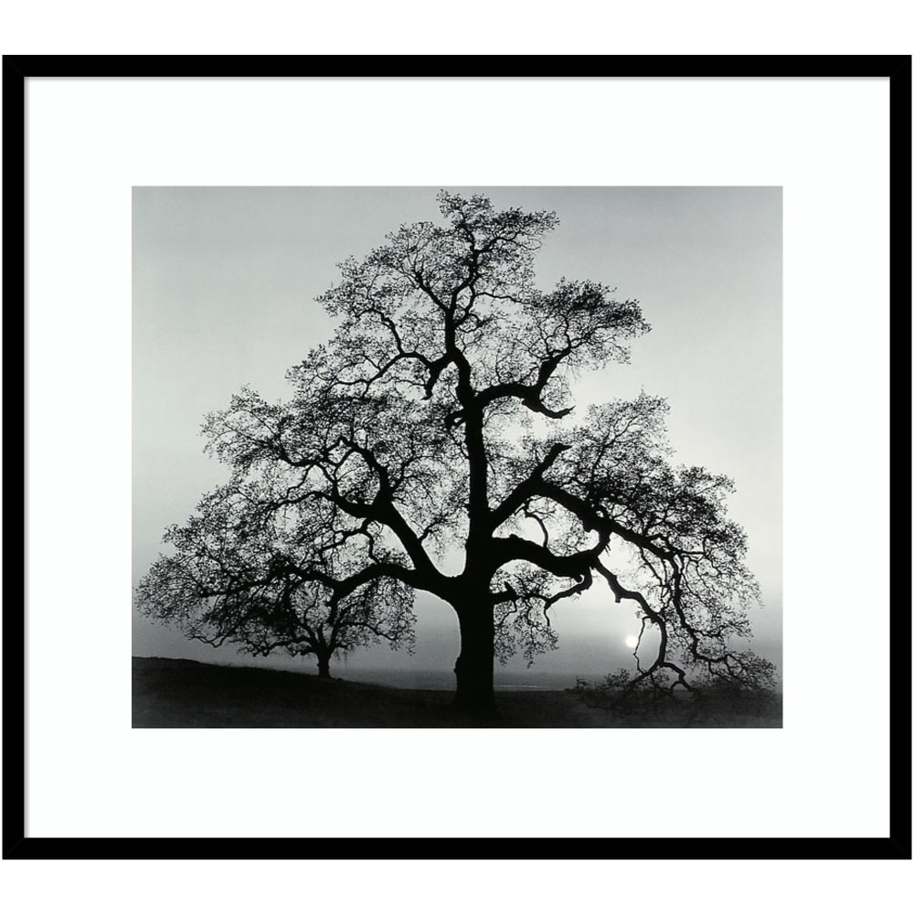 Amanti Art Oak Tree Sunset City California 1962