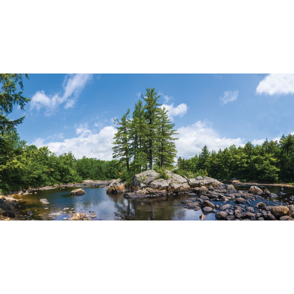 Biggies Wall Mural, 40" x 80", Tree