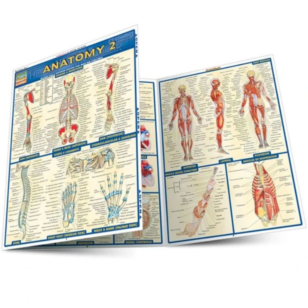 QuickStudy Guide, Anatomy 2, Total Qty 1