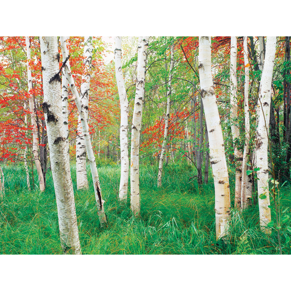 Biggies Landscape/Seascape Mural, 40" x 30", Unframed,