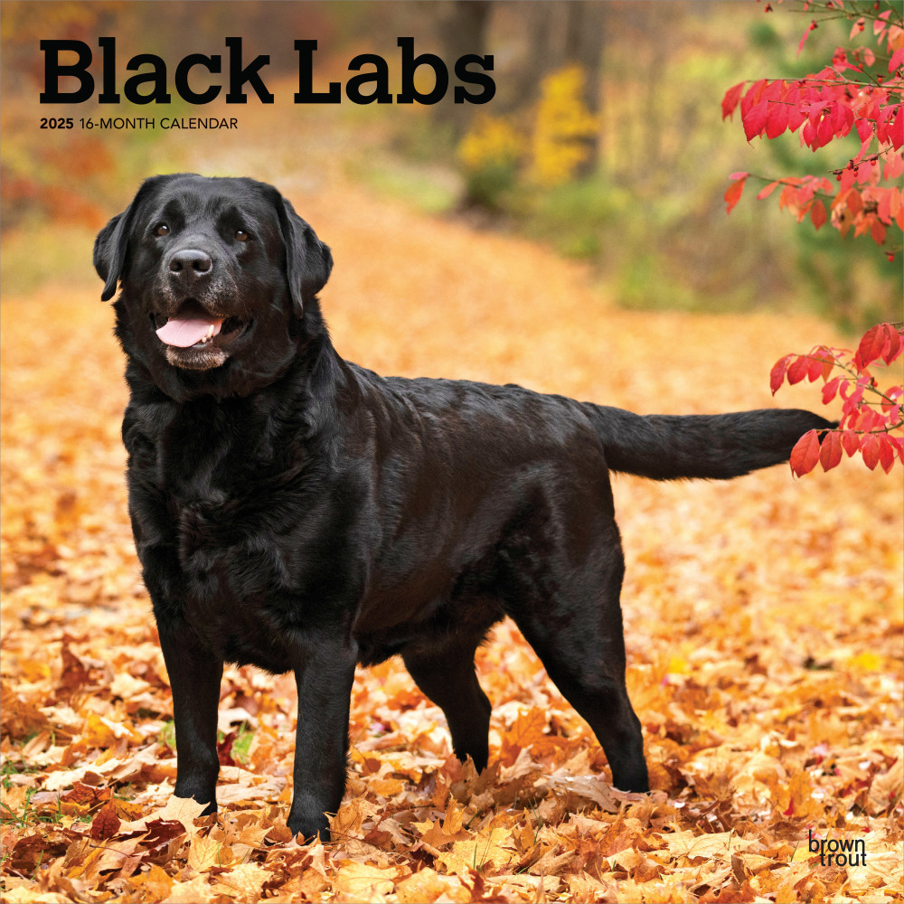 2025 BrownTrout Black Labrador Retrievers Monthly Plastic-Free